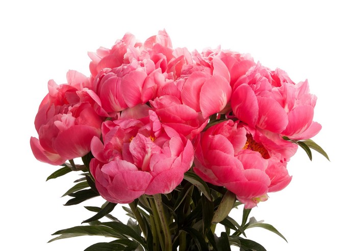 Coral Peonies Bouquet on White Background
