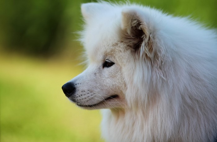 Close-up of a white Samoyed dog's face