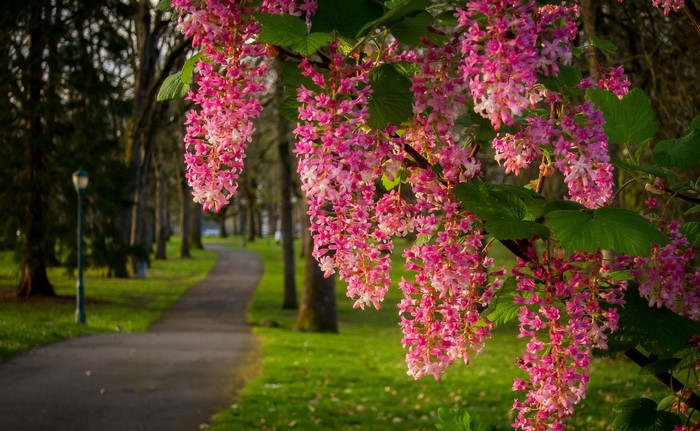 Pink flowering tree branches over a park path