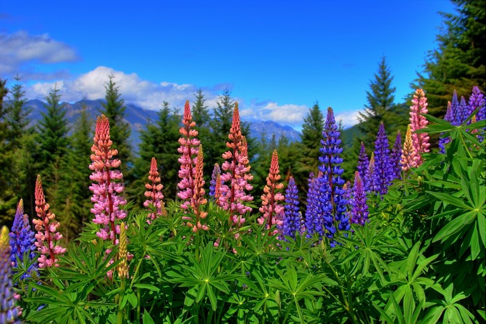 Lupins in New Zealand with Mountains and Forest