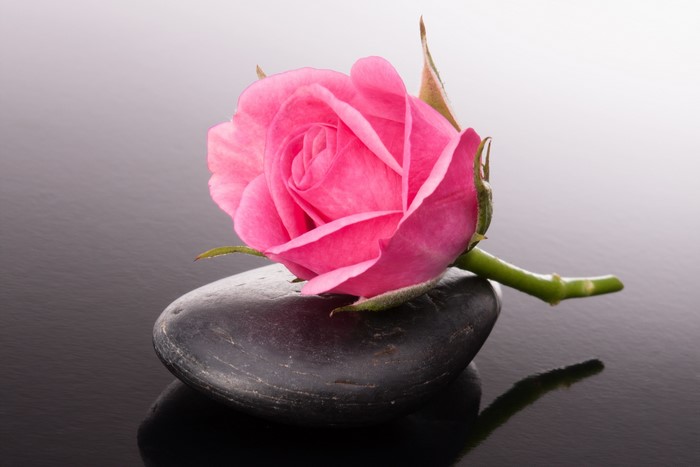 Pink rose on a dark stone