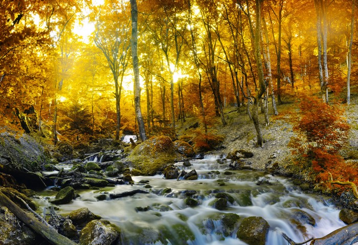 Autumn forest with a stream and stones