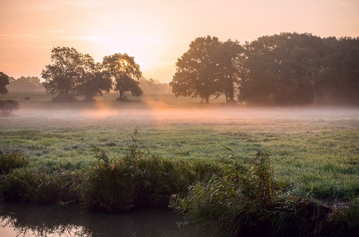 Misty Field at Sunrise with Trees