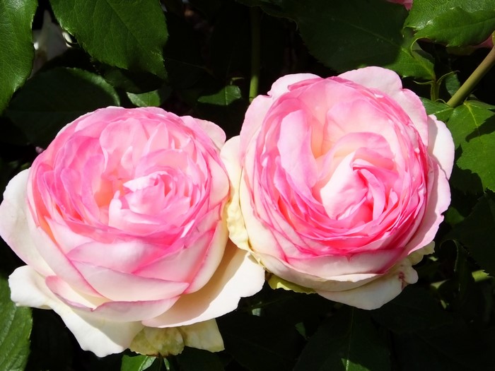 Two pink and white roses in bloom
