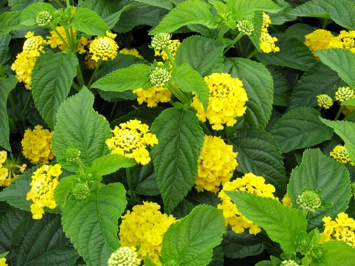 Yellow Verbena flowers and green foliage