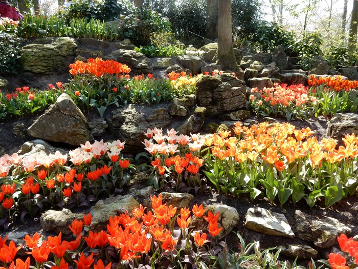 Tulips and Rocks at Keukenhof Gardens, Netherlands