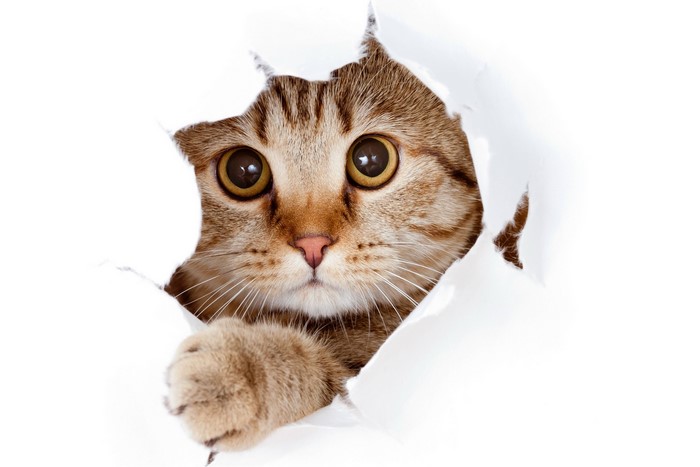 Cat peeking through torn paper