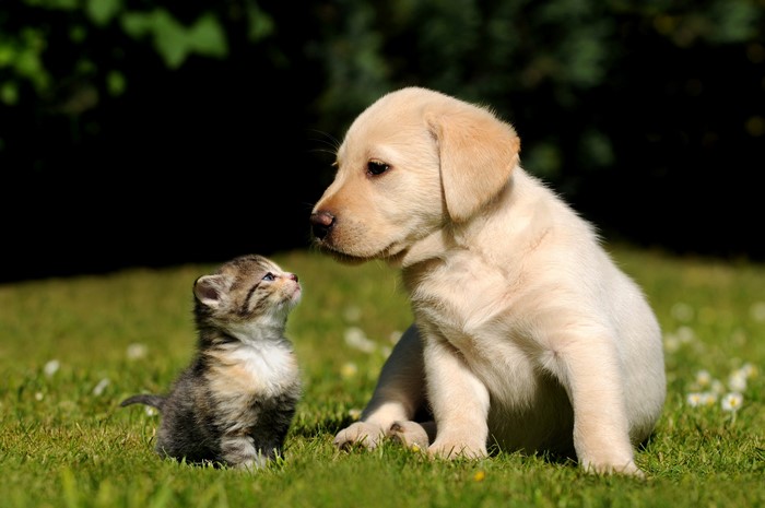 Kitten and Labrador puppy on grass