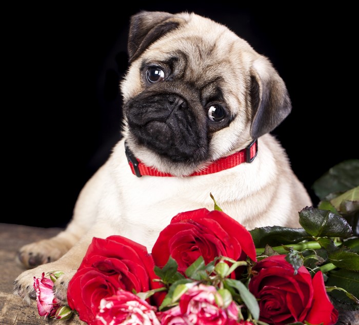 Pug puppy with red roses
