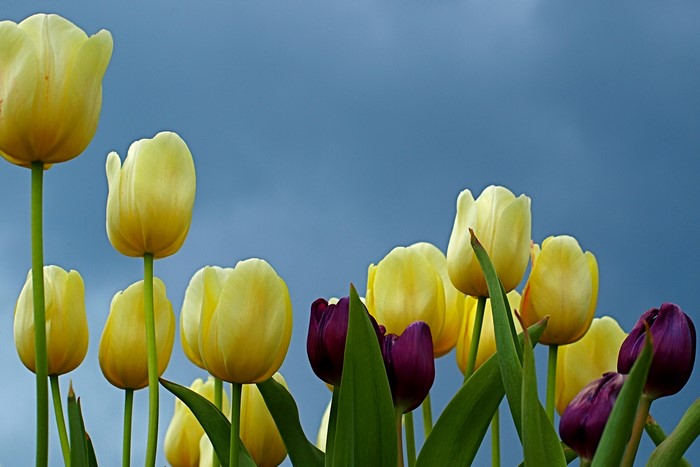 Yellow and purple tulips against a blue sky