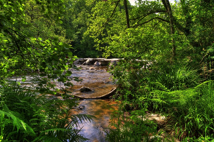 River flowing through a forest in Exmoor National Park, UK