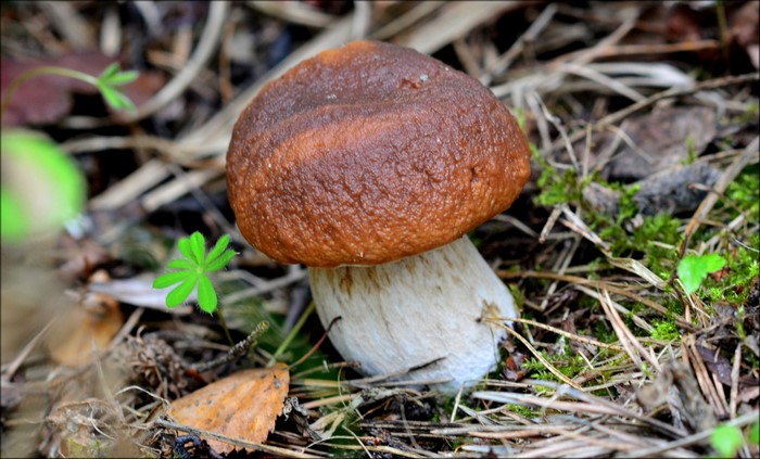 Mushroom in the forest floor