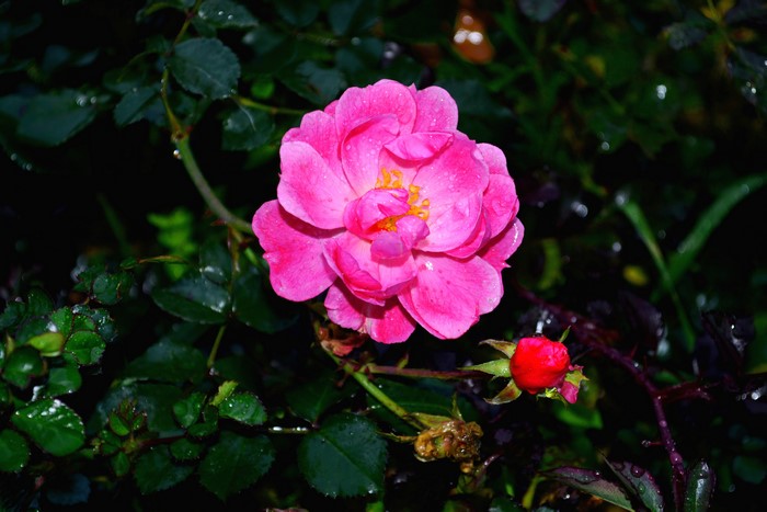 Pink Rose and Bud
