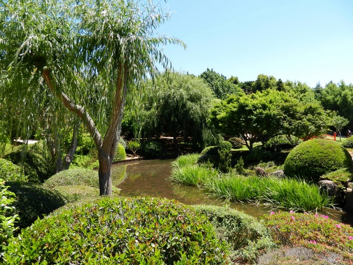 Japanese Garden Toowoomba Australia Pond Trees Shrubs