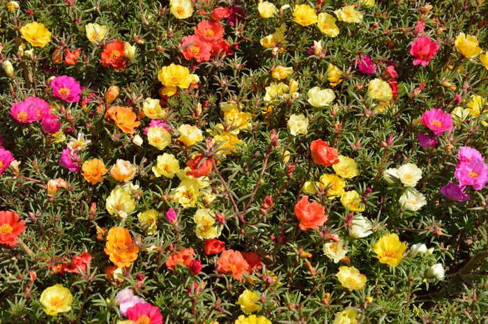 Many Portulaca flowers in bloom