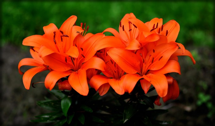 Cluster of bright orange lilies