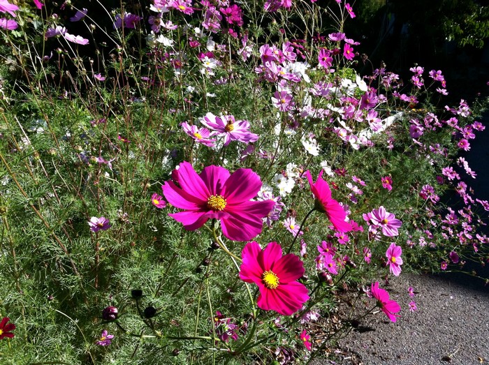 Cosmos flowers in a garden