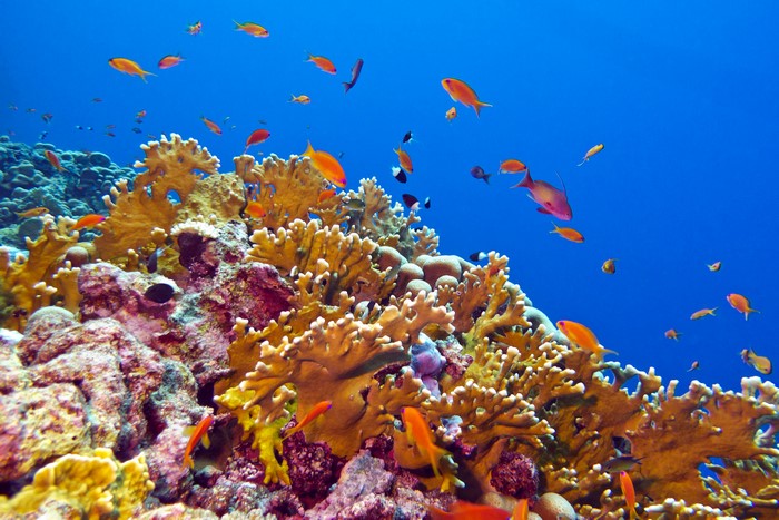 4K Underwater World with Fish and Corals