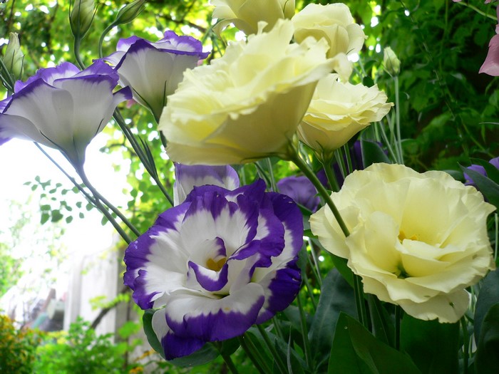 Purple and yellow Eustoma flowers