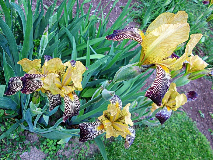 Yellow and purple striped irises in a garden