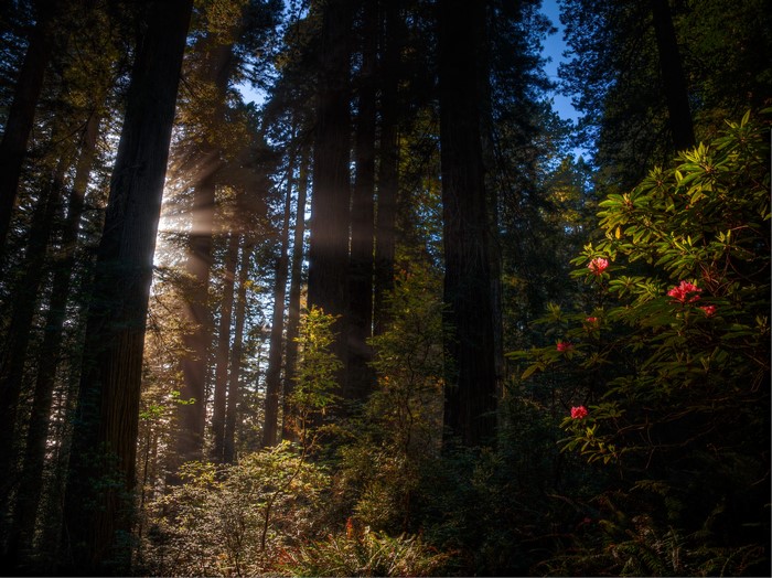 Sunbeams through redwood forest with rhododendrons