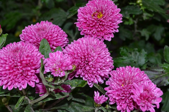 Pink Chrysanthemums