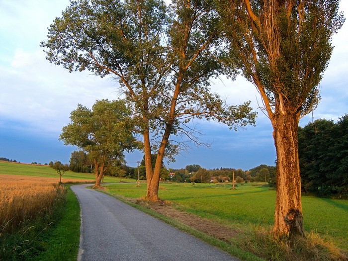 Road through fields and trees in the Czech Republic