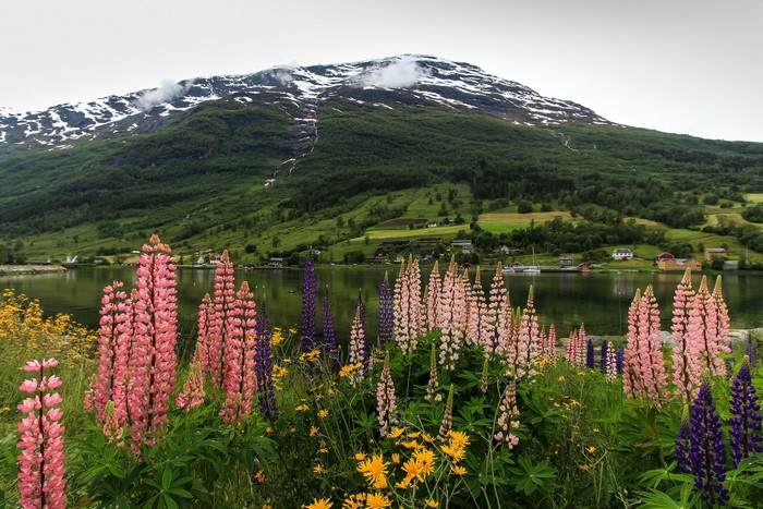 Nordfjord Olden, Norway: Mountains, Lake, and Lupines