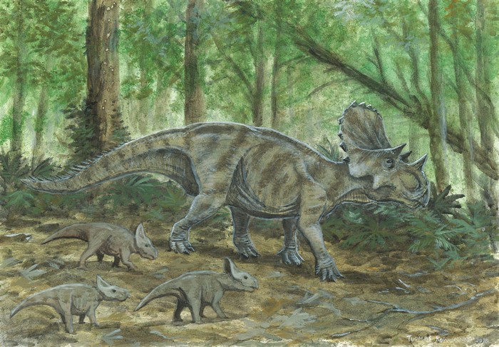 Avaceratops dinosaurs in a forest