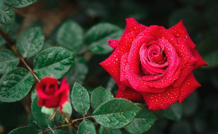 Red rose with water drops and green leaves