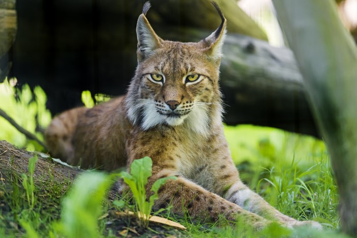 4K Lynx in a Forest