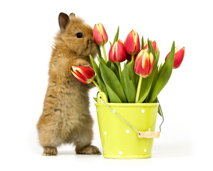 Bunny with Tulips in a Bucket