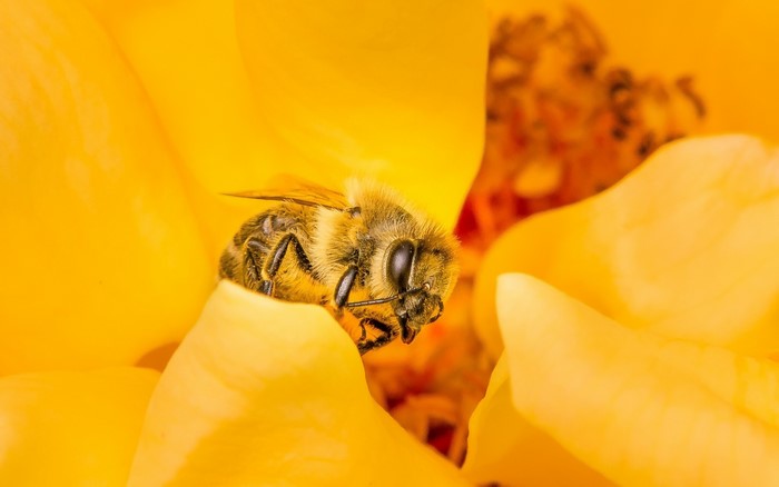 Bee on a yellow flower