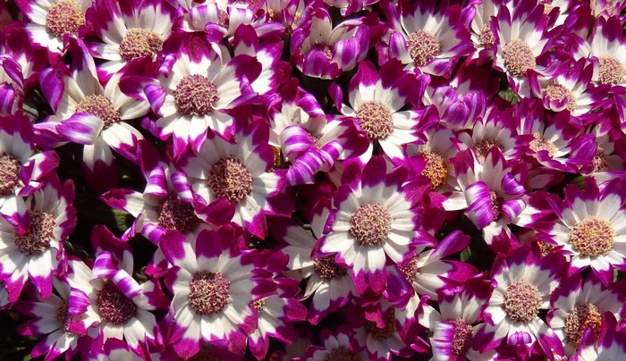 Close-up of many purple and white Cineraria flowers