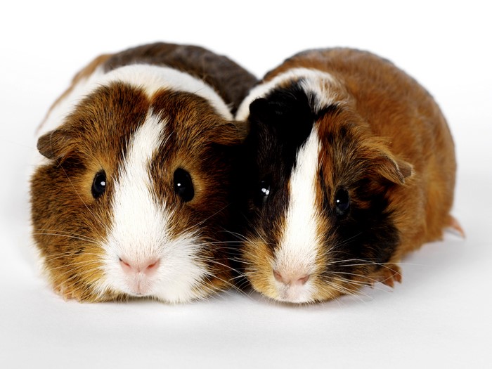 Two Guinea Pigs