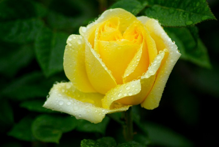 Yellow rose with water drops