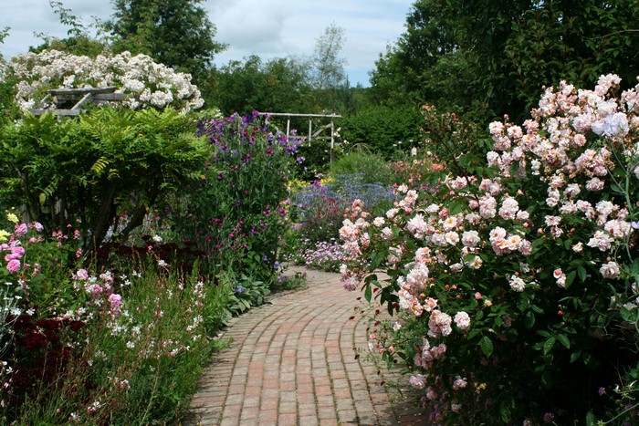 Rosemoor Rose Garden England