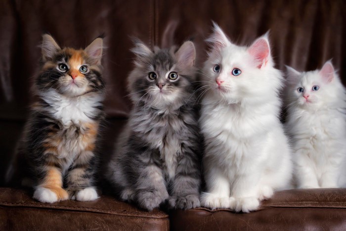 Four fluffy Maine Coon kittens sitting on a leather couch