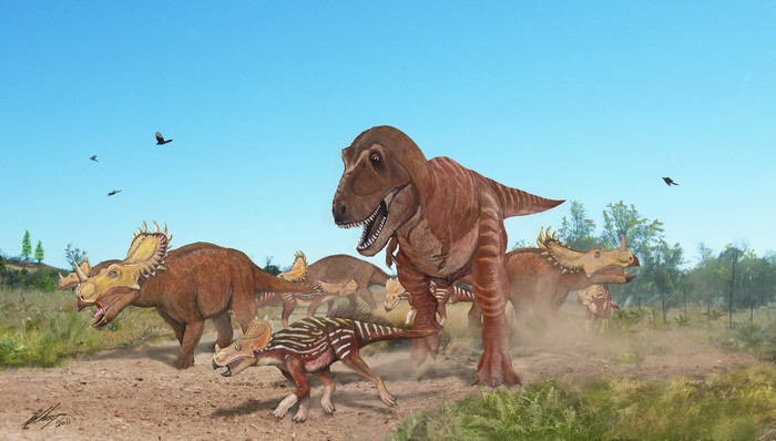 Tyrannosaurus Rex hunting Centrosaurus dinosaurs