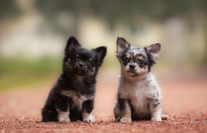 Two Long-Haired Chihuahua Puppies Sitting Outdoors