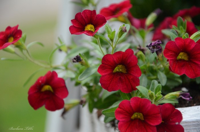 Red Petunias in a White Planter