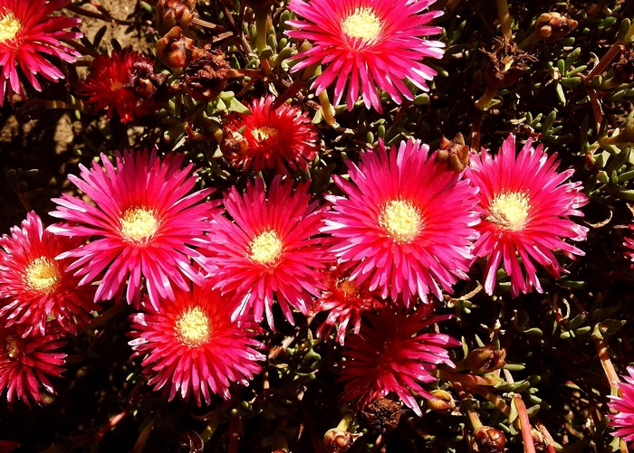 Pink Aster flowers with yellow centers