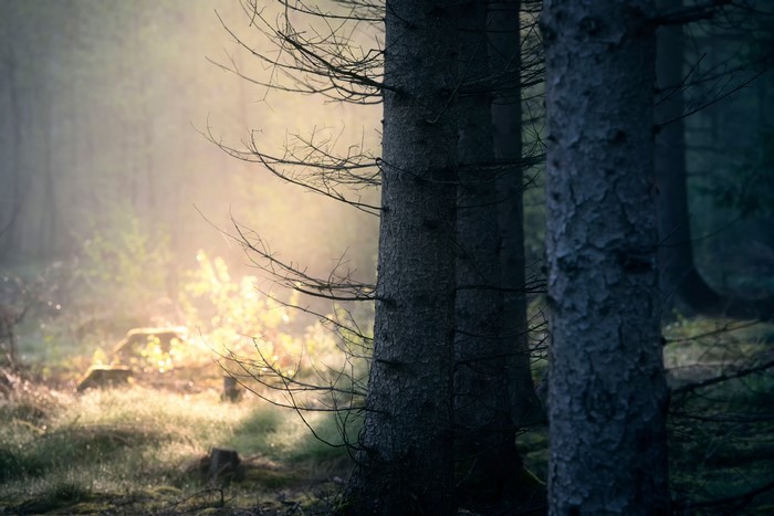 Sunlight filtering through a misty forest with trees