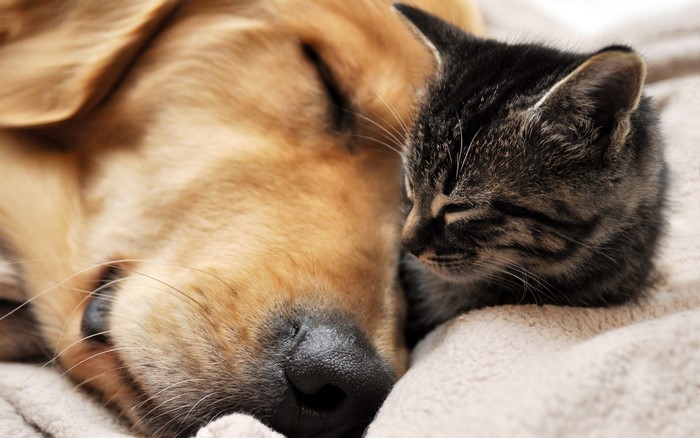 Golden Retriever Dog Sleeping Next to a Kitten