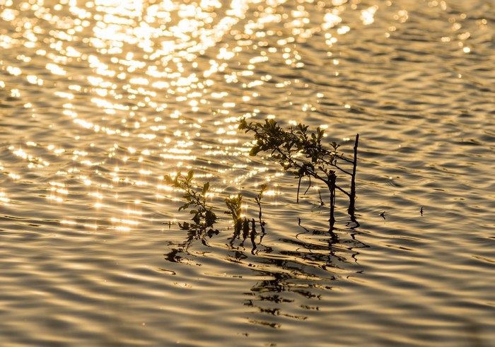 Sunlight reflecting on water with plants