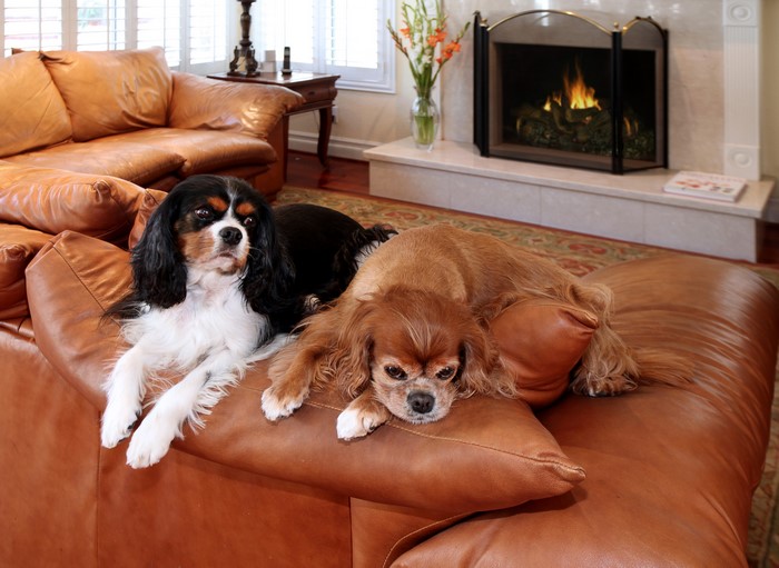 Two Cavalier King Charles Spaniels on a Leather Sofa