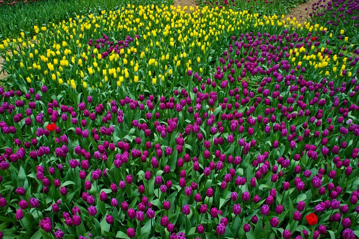 Field of Yellow and Purple Tulips
