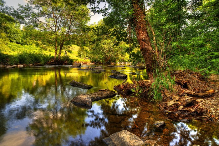 River flowing through a forest in Exmoor National Park