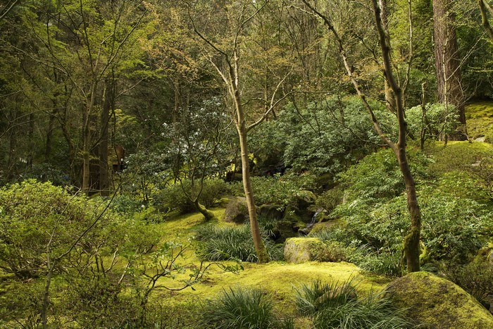 Portland Japanese Gardens Oregon USA Trees Shrubs