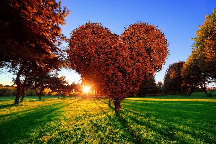 Heart-shaped tree in a park at sunset